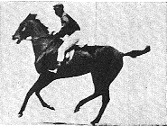 race17.gif **KALKTI GÖÇ EYLEDİ AVŞAR ELLERİ.AĞIR AĞIR GİDEN ELLER BİZİMDİR.ARAP ATLAR YAKIN EDER IRAĞI.YÜCE DAĞDAN AŞAN YOLLAR BİZİMNDİR.